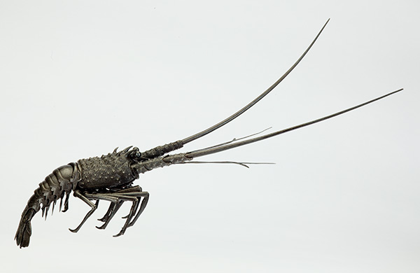 Kozan, Articulated Jizai Figurine of a Lobster