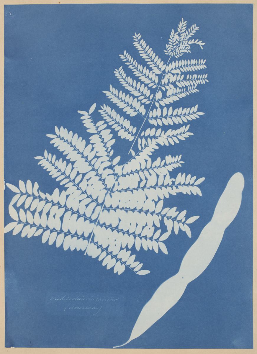 Anna Atkins, British, 1799-1871, <em>Honey Locust Leaf Pod,</em> about 1854, cyanotype, Stoddard Acquisition Fund, 1989.9
