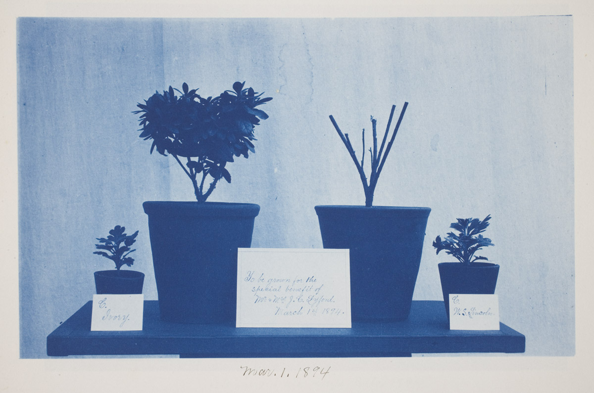 Frederick Coulson, American, 1869-1931, <em>Untitled,</em> March 1,1894, cyanotype, Eliza S. Paine Fund, 2010.271.32