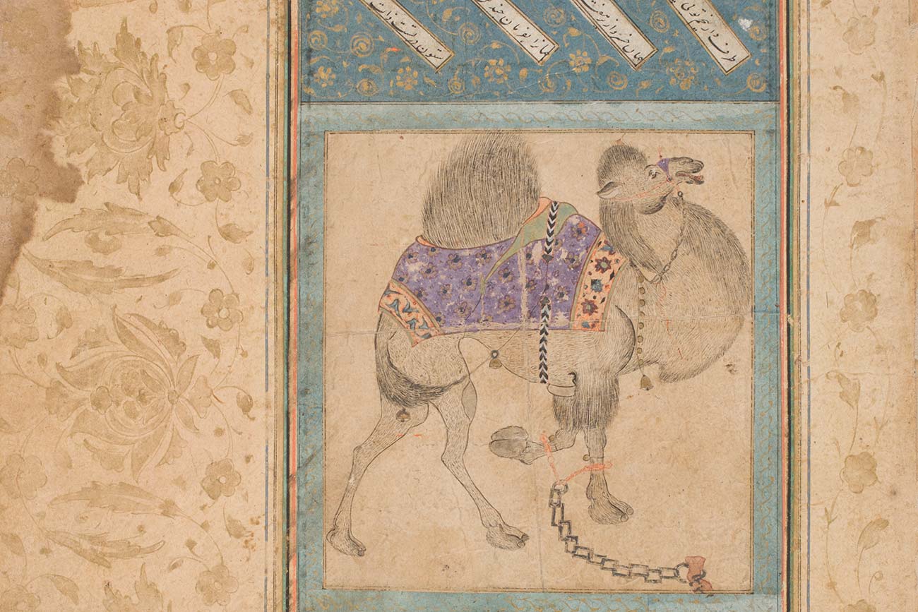 Persian, 'An Irate Camel,', detail, 17th Century, watercolor, ink, and gold metallic paint on paper