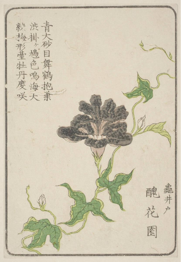 Morning Glory, Grown by Shukaen Of Kameido, n.d., Edo, woodblock print: ink and color on paper.
