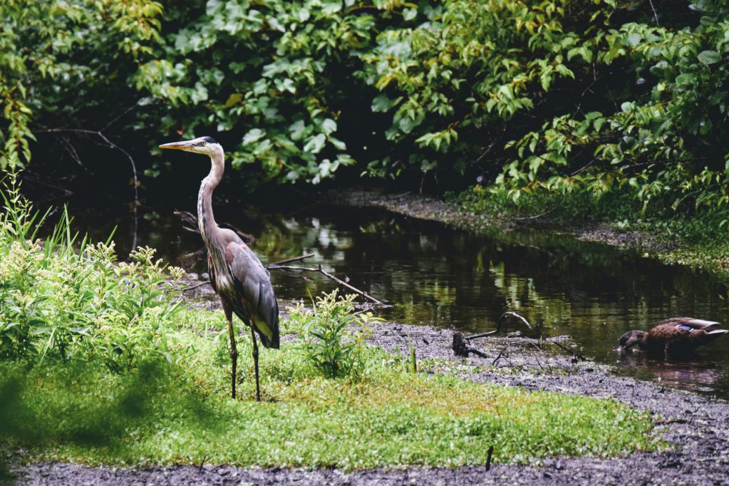 A view of Cook's Pond with a heron in the foreground