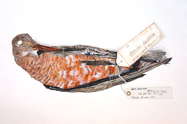 Bo Kim, 'No. 265 Hudson Godwit, Limosa Haemastica, from Captain FitzRoy’s Collection,' Korean color, Animal Skin Glue and Water on Mulberry tree paper