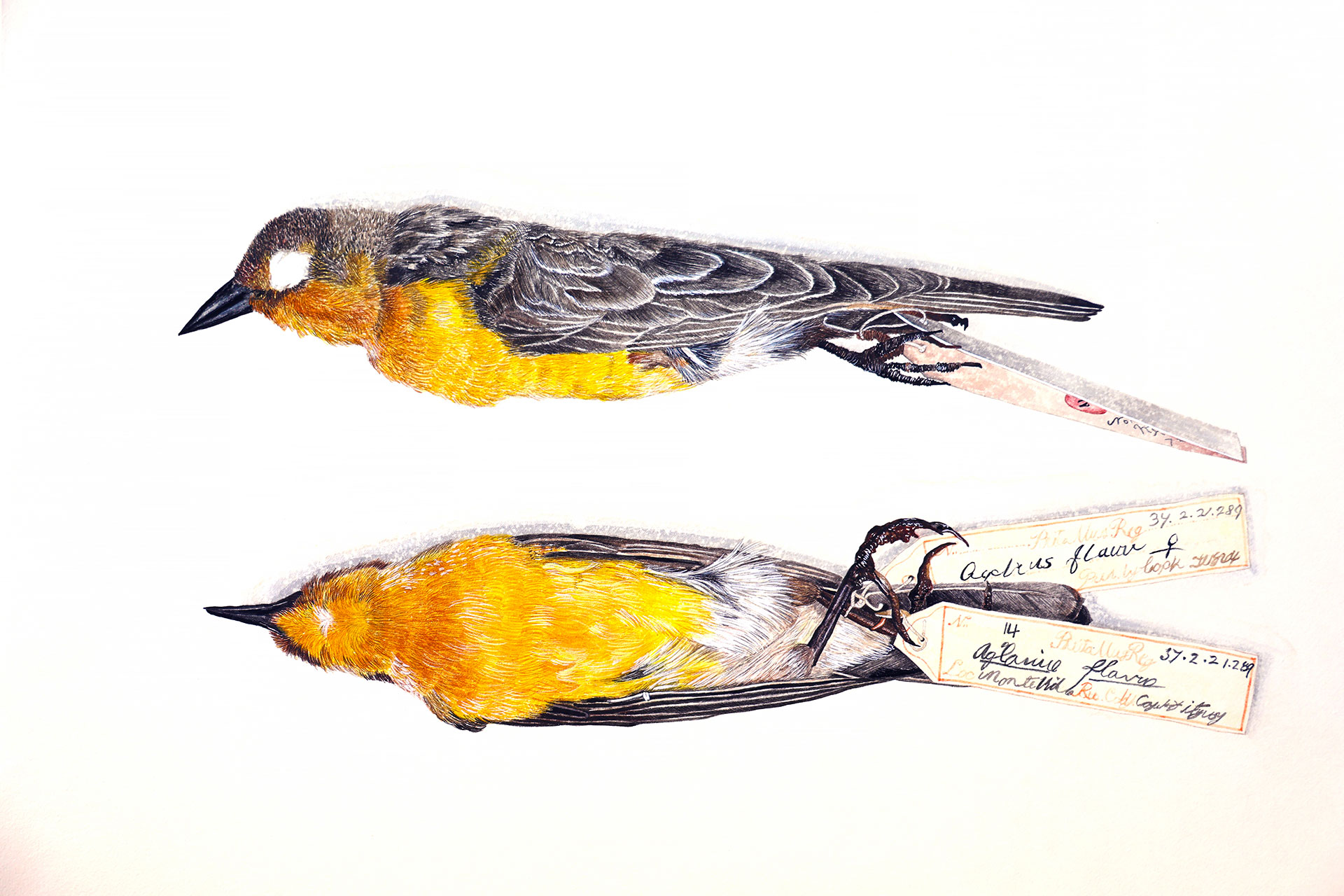Bo Kim, 'No. 289 Saffron-Cowled Blackbird from Captain FitzRoy’s Collection,' Korean color, Animal Skin Glue and Water on Mulberry tree paper